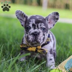 Collin/French Bulldog									Puppy/Male	/8 Weeks,Introducing a handsome AKC French Bulldog puppy, Collin! He’s full of curiosity, unmistakable character, and always up for some playtime or snuggles. His playful energy is truly infectious, turning every moment with him to pure happiness. French bulldogs are often described as playful, affectionate and adaptable, they are wonderful companions for families or individuals alike. If you’re looking for a loyal friend with a big heart and a personality to match, this sweet boy could be the perfect addition to your life!