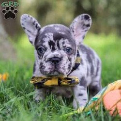 Collin/French Bulldog									Puppy/Male	/8 Weeks,Introducing a handsome AKC French Bulldog puppy, Collin! He’s full of curiosity, unmistakable character, and always up for some playtime or snuggles. His playful energy is truly infectious, turning every moment with him to pure happiness. French bulldogs are often described as playful, affectionate and adaptable, they are wonderful companions for families or individuals alike. If you’re looking for a loyal friend with a big heart and a personality to match, this sweet boy could be the perfect addition to your life!