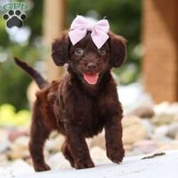 Chai/Dachshund Mix									Puppy/Female	/7 Weeks,Meet our adorable little Doxie-poo, Chai — a perfect blend of sweet charm and playful spunk! This darling pup is as cuddly as they come, with a fun-loving personality that will keep you smiling all day long. They love to play with toys, explore new places, and snuggle up close when it’s time to relax. With their intelligent, affectionate nature, they’re quick to bond with their people and will happily follow you wherever you go.