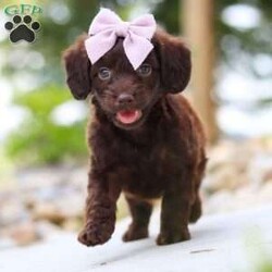 Chai/Dachshund Mix									Puppy/Female	/7 Weeks,Meet our adorable little Doxie-poo, Chai — a perfect blend of sweet charm and playful spunk! This darling pup is as cuddly as they come, with a fun-loving personality that will keep you smiling all day long. They love to play with toys, explore new places, and snuggle up close when it’s time to relax. With their intelligent, affectionate nature, they’re quick to bond with their people and will happily follow you wherever you go.