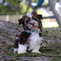 Max/Havanese									Puppy/Male	/14 Weeks,Introducing Max, the most adorable AKC Havanese boy! With his sweet expression and a personality that shines, he will always be ready to brighten your day. Whether he’s trotting by your side, chasing after his favorite toy, or curling up in your lap for a nap, he will bring joy to every moment. This sweet boy will quickly become your shadow, following you wherever you go and showering you with affection. Havanese are known for their gentle, playful nature and he is a beautiful example of everything we love about the breed!