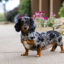 Pixel/Dachshund									Puppy/Female	/7 Weeks,Meet the most adorable Mini Dachshund girl named Pixel! With a silky-smooth coat, floppy ears and those irresistibly soulful eyes, she’s the perfect blend of charm, affection and playfulness. Whether she’s trotting by your side, chasing after her favorite toy, or curling up in your lap for a nap, she will bring joy to every moment. This handsome girl will quickly become your shadow, following you wherever you go and showering you with affection. Mini Dachshunds are adored for their unwavering loyalty and bold, spirited personalities. They make wonderful, lifelong companions!