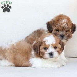 Cooper/Shih-Poo									Puppy/Male	/July 13th, 2025,Cooper is 1 of 4 in his litter , with an approximate adult weight of 12 to 14lbs . 