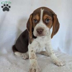 Cash/Beagle									Puppy/Male	/6 Weeks,Hi meet our sweet little guy he is full of cheer and kisses and will wag his way right into your heart he loves his bath that he gets often, will be a great companion, he is microchipped up to date on vaccines and dewormer and will be vet checked at 7weeks old.if your interested in my puppies you can call or text me anytime and I will tell you All about them.if your living at a distance that’s no problem we have transportation available, I will send a small bag of food along so you can transition him slowly I accept a non-refundable deposit through PayPal to hold him for you till he is ready for his new home.Thanks for your interest!!!