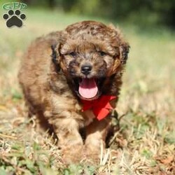 Asher/Havapoo									Puppy/Male	/5 Weeks,Meet Asher, the most adorable Havapoo boy! With his sweet expression and a personality that shines, he will always be ready to brighten your day. Whether he’s trotting by your side, chasing after his favorite toy, or curling up in your lap for a nap, she will bring joy to every moment. This sweet boy will quickly become your shadow, following you wherever you go and showering you with affection. Havanese are adored for their gentle and playful nature, while Poodles are known for being intelligent and outgoing. Together they make the Havapoo—a delightful blend of intelligence, energy, and affection that’s sure to brighten any home!