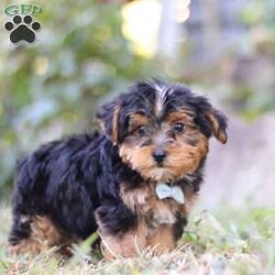 Parker/Yorkie Poo									Puppy/Male	/8 Weeks,Meet the sweetest little Yorkipoo puppy, Parker! He’s a tiny bundle of love with a big personality. Playful and curious, he loves to explore his surroundings, chase after toys, and hang out with his favorite people. Whether he’s showing off his adorable puppy zoomies or snuggling up for a good nap, he will bring endless joy to your home. Yorkies are known for their brave and confident nature, while Poodles bring a playful and friendly spirit. That makes this little Yorkiepoo the perfect blend of energy and affection!