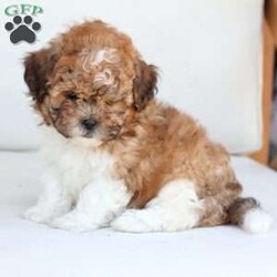 Cooper/Shih-Poo									Puppy/Male	/July 13th, 2025,Cooper is 1 of 4 in his litter , with an approximate adult weight of 12 to 14lbs . 