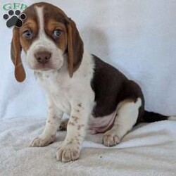 Cash/Beagle									Puppy/Male	/6 Weeks,Hi meet our sweet little guy he is full of cheer and kisses and will wag his way right into your heart he loves his bath that he gets often, will be a great companion, he is microchipped up to date on vaccines and dewormer and will be vet checked at 7weeks old.if your interested in my puppies you can call or text me anytime and I will tell you All about them.if your living at a distance that’s no problem we have transportation available, I will send a small bag of food along so you can transition him slowly I accept a non-refundable deposit through PayPal to hold him for you till he is ready for his new home.Thanks for your interest!!!