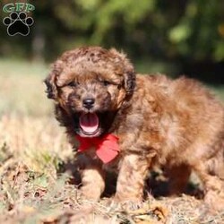 Asher/Havapoo									Puppy/Male	/5 Weeks,Meet Asher, the most adorable Havapoo boy! With his sweet expression and a personality that shines, he will always be ready to brighten your day. Whether he’s trotting by your side, chasing after his favorite toy, or curling up in your lap for a nap, she will bring joy to every moment. This sweet boy will quickly become your shadow, following you wherever you go and showering you with affection. Havanese are adored for their gentle and playful nature, while Poodles are known for being intelligent and outgoing. Together they make the Havapoo—a delightful blend of intelligence, energy, and affection that’s sure to brighten any home!