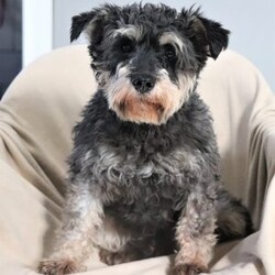 Paisley/Miniature Schnauzer									Puppy/Female	/8 Weeks,Meet Paisley—a darling AKC Miniature Schnauzer with an adorable, whiskered face! This little one is bursting with curiosity and affection, making her an excellent family pet and an eager adventure buddy. Schnauzers are well known for their playful and spirited nature, but they also make excellent watchdogs. Alert and attentive, they have a keen sense of awareness and won’t hesitate to let you know if something seems amiss. Whether she’s playing, exploring, or cuddling up for a nap, she is sure to brighten any of your ordinary days!