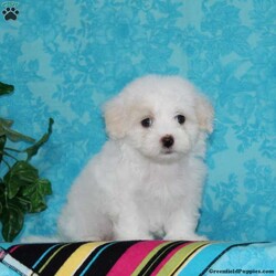 Jeff/Maltipoo									Puppy/Male	/10 Weeks,An awesome smaller type breed. Mom, our toy poodle weighs in at 10 lbs. She is so sweet and loving, and very calm for a poodle. Nate, our maltese daddy, weighs in a 8 lbs. He is a charmer, always happy, and ready for play. These little maltipoos will make great companions — they are well socialized…just waiting to bring you lots of love! They are up to date on their vaccinations and dewormings and have been vet checked. Feel free to call with questions, or to set up a time to come visit them. Thanks, 
