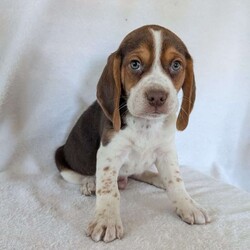 Cash/Beagle									Puppy/Male	/6 Weeks,Hi meet our sweet little guy he is full of cheer and kisses and will wag his way right into your heart he loves his bath that he gets often, will be a great companion, he is microchipped up to date on vaccines and dewormer and will be vet checked at 7weeks old.if your interested in my puppies you can call or text me anytime and I will tell you All about them.if your living at a distance that’s no problem we have transportation available, I will send a small bag of food along so you can transition him slowly I accept a non-refundable deposit through PayPal to hold him for you till he is ready for his new home.Thanks for your interest!!!