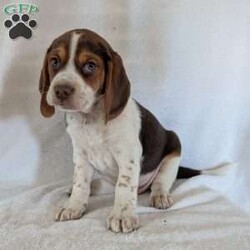 Cash/Beagle									Puppy/Male	/6 Weeks,Hi meet our sweet little guy he is full of cheer and kisses and will wag his way right into your heart he loves his bath that he gets often, will be a great companion, he is microchipped up to date on vaccines and dewormer and will be vet checked at 7weeks old.if your interested in my puppies you can call or text me anytime and I will tell you All about them.if your living at a distance that’s no problem we have transportation available, I will send a small bag of food along so you can transition him slowly I accept a non-refundable deposit through PayPal to hold him for you till he is ready for his new home.Thanks for your interest!!!