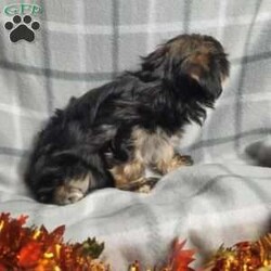 Cinnamon/Morkie / Yorktese									Puppy/Male	/8 Weeks,Cinnamon is a sweet and playful puppy.He has a laid back personality , was raised with children and would love to be part of your family fun. He is ready to give love laughter and cuddles to his forever family. He is up to dates on shots and dewormer. Shipping  is available.  Please contact us to make sweet Cinnamon your very own puppy!