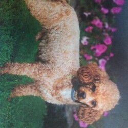 Daxter/Maltipoo									Puppy/Male	/9 Weeks,To contact the breeder about this puppy, click on the “View Breeder Info” tab above.