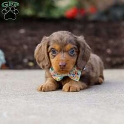 Charlie/Dachshund									Puppy/Male	/7 Weeks,Meet Charlie, an irresistibly adorable ACA Dachshund puppy with the happiest little spirit! With his big, soulful eyes, floppy ears, and that signature long body, he’s the perfect blend of charm and cuteness. Charlie loves to play, explore, and trot around with his tail wagging proudly, but when it’s time to rest, he’s the best snuggler you could ask for. Full of love and personality, this sweet boy is sure to bring endless joy to his forever family!