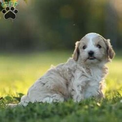 Daxter/Maltipoo									Puppy/Male	/9 Weeks,To contact the breeder about this puppy, click on the “View Breeder Info” tab above.