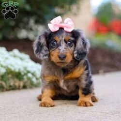Darla/Dachshund									Puppy/Female	/7 Weeks,Meet Darla, an absolutely heart-melting ACA Dachshund puppy who’s as sweet as she is adorable! With her tiny paws, soulful eyes, and that signature long little body, she’s the very definition of cuteness. She loves nothing more than wiggling her way into your lap, where she can shower you with snuggles and happy tail wags that brighten every moment. Playful, curious, and full of love, this precious girl is sure to steal hearts wherever she goes.