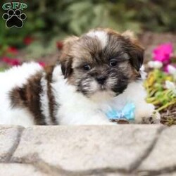 Jaden/Shih Tzu									Puppy/Male	/8 Weeks,Meet Jaden, our sweet ACA registered Shih Tzu puppy! With his soft coat, bright eyes, and gentle personality, he’s sure to capture your heart the moment you meet him. This pup comes from wonderful parents—his dad, Buddy, weighs 13 lbs, and his mom, Lucy, is a petite 9 lbs—giving him the perfect balance of charm and size.