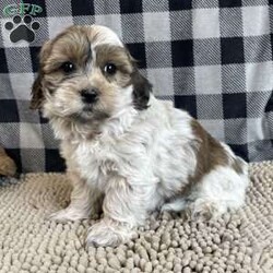 Sarah/Coton de Tulear									Puppy/Female	/July 23rd, 2025,Meet Sarah a sweet little Coton de Tulear,  she is ACA Reg. , Microchipped,  Vet checked and shots are up to date.   Lavern Reiff License # 3221