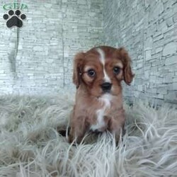 AJ/Cavalier King Charles Spaniel									Puppy/Male	/7 Weeks,Look at me! A healthy happy friendly playful puppy who loves to give puppy kisses! Born and raised in the rolling hills of Holmes county .come meet me or I can be transported to your front door for a small additional fee.text or call for more info.