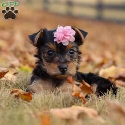 Penny/Yorkie									Puppy/Female	/8 Weeks,Meet Penny, an absolutely precious little AKC Yorkie girl with a heart full of sweetness and charm! With her bright, twinkling eyes, tiny frame, and silky soft coat, she’s as adorable as can be. She loves prancing around with playful energy, chasing after toys, and showing off her spunky personality. But when she’s all tuckered out, her favorite place to be is snuggled up close, soaking in all the cuddles she can get. Full of love, joy, and sparkle, She is the kind of puppy who will instantly steal your heart.