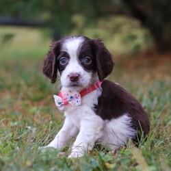 Irene/English Springer Spaniel									Puppy/Female	/9 Weeks,Hi, I’m Irene—an adorable AKC registered English Springer Spaniel puppy with a happy, playful spirit! I love wagging my tail, chasing after toys, and exploring the world around me with my curious eyes. With my soft coat and sweet personality, I’m just as good at snuggling as I am at playing. Loyal, loving, and full of charm, I can’t wait to find my forever family and fill their days with joy.