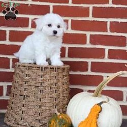 Bunny/Bichon Frise									Puppy/Female	/August 8th, 2025,Bunny is as sweet and gentle as her name suggests. With her soft coat and tender spirit, she has a way of making everyone feel calm and cherished. Bunny loves being close—whether that means resting in your lap or following you around the house just to be near you. She has a playful spark, often hopping about with excitement when she sees her favorite toy, reminding you of a little bunny rabbit in motion. But beyond her playful charm, Bunny is all heart. She’s the kind of puppy who makes you pause and smile, even on the busiest of days. Her affectionate nature ensures that she’ll always be a source of comfort and joy, whether through a nuzzle against your cheek or the sparkle in her eyes when she sees you walk in the door. Bunny doesn’t just brighten a room—she fills it with love. She’s the kind of companion that makes life feel softer, sweeter, and infinitely more joyful.