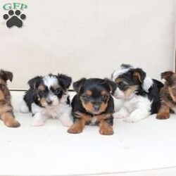 Rocky/Yorkie									Puppy/Male	/August 26th, 2025,Rocky is a part of the absolute dreamiest litter of Yorkies, his dad is chocolate, and his mom is black and tan with a party bloodline . he has an approximate adult weight of 4 to 5 pounds . 