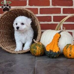 Blessing/Bichon Frise									Puppy/Female	/August 8th, 2025,True to her name, Blessing is a little bundle of joy that feels like sunshine wrapped in soft white fur. From the moment you meet her, she carries a special sparkle that lights up the room. Her big, expressive eyes seem to say, “Life is better when we’re together,” and she proves it with every wag of her tail. Blessing has a sweet, affectionate nature that makes her the perfect cuddle buddy, always ready to curl up in your lap and soak up love. She also has a playful side that will make you laugh as she prances around with her toys, as if she knows she’s the star of the show. She thrives on connection and is happiest when she’s making someone smile. Whether it’s a soft kiss on your hand, a joyful dance when you walk in the door, or the comfort of her presence after a long day, Blessing lives up to her name in every way. She’s not just a puppy—she’s a reminder that life’s greatest gifts are small, furry, and full of love.