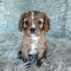 AJ/Cavalier King Charles Spaniel									Puppy/Male	/7 Weeks,Look at me! A healthy happy friendly playful puppy who loves to give puppy kisses! Born and raised in the rolling hills of Holmes county .come meet me or I can be transported to your front door for a small additional fee.text or call for more info.