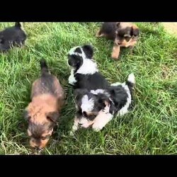 Rocky/Yorkie									Puppy/Male	/August 26th, 2025,Rocky is a part of the absolute dreamiest litter of Yorkies, his dad is chocolate, and his mom is black and tan with a party bloodline . he has an approximate adult weight of 4 to 5 pounds . 
