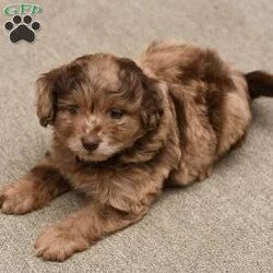 Hudson/Pomapoo									Puppy/Male	/6 Weeks,To contact the breeder about this puppy, click on the “View Breeder Info” tab above.