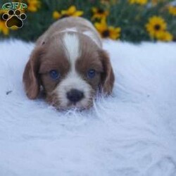 Pumpkin/Cavalier King Charles Spaniel									Puppy/Male	/8 Weeks,Our Cavaliers are loved and played with daily, all pups have been health Checked by the vet, the they are up-to date on vaccines , wormer. Our pups do come with a 1 year health guarantee. We would love if you were able to pick up your pop, but unfortunately do understand that sometimes due to schedules and distance it’s not possible, so we do offer our delivery options coast to coast just message me for a quote.