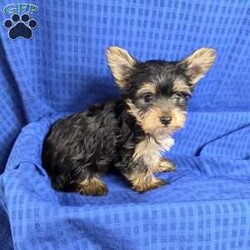 Sonny- tiny/Yorkie									Puppy/Male	/9 Weeks,Sonny is a very sweet and well socialized puppy, he loves to play with children. He is smaller than his brother,  but very lively  and friendly.  His parents  are approximately  4 to 5 #, therefore Sonny will possibly be  on the smaller  side as an adult . Please contact us to make sweet Sonny your very own puppy!