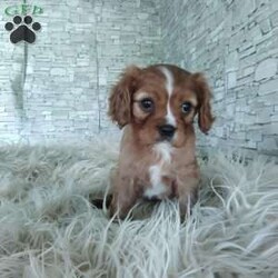 AJ/Cavalier King Charles Spaniel									Puppy/Male	/7 Weeks,Look at me! A healthy happy friendly playful puppy who loves to give puppy kisses! Born and raised in the rolling hills of Holmes county .come meet me or I can be transported to your front door for a small additional fee.text or call for more info.