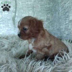 AJ/Cavalier King Charles Spaniel									Puppy/Male	/7 Weeks,Look at me! A healthy happy friendly playful puppy who loves to give puppy kisses! Born and raised in the rolling hills of Holmes county .come meet me or I can be transported to your front door for a small additional fee.text or call for more info.
