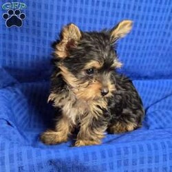 Sonny- tiny/Yorkie									Puppy/Male	/9 Weeks,Sonny is a very sweet and well socialized puppy, he loves to play with children. He is smaller than his brother,  but very lively  and friendly.  His parents  are approximately  4 to 5 #, therefore Sonny will possibly be  on the smaller  side as an adult . Please contact us to make sweet Sonny your very own puppy!