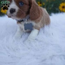 Pumpkin/Cavalier King Charles Spaniel									Puppy/Male	/8 Weeks,Our Cavaliers are loved and played with daily, all pups have been health Checked by the vet, the they are up-to date on vaccines , wormer. Our pups do come with a 1 year health guarantee. We would love if you were able to pick up your pop, but unfortunately do understand that sometimes due to schedules and distance it’s not possible, so we do offer our delivery options coast to coast just message me for a quote.