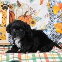 Sami/Shih-Poo									Puppy/Male	/12 Weeks,Meet Sami! This adorable Shih-Poo puppy is vet checked & up to date on shots & wormer, plus comes with a health guarantee provided by the breeder! Sami is well socialized & currently being family raised with children!