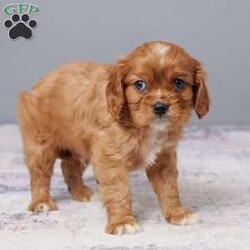 Chase/Cavalier King Charles Spaniel									Puppy/Male	/8 Weeks,Meet Chase, a sweet Cavalier King Charles Spaniel who’s ready to bring joy into your life! With his gentle nature and loving eyes, he’ll quickly become your best friend. Chase is AKC registered, vet checked, and fully up to date on all shots and vaccines, giving you peace of mind. Raised with care, he’s healthy, happy, and eager to meet his forever family. Don’t miss out; bring Chase home today and start making memories together!