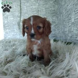 AJ/Cavalier King Charles Spaniel									Puppy/Male	/7 Weeks,Look at me! A healthy happy friendly playful puppy who loves to give puppy kisses! Born and raised in the rolling hills of Holmes county .come meet me or I can be transported to your front door for a small additional fee.text or call for more info.