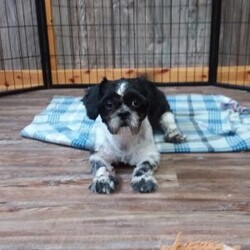 Sami/Shih-Poo									Puppy/Male	/12 Weeks,Meet Sami! This adorable Shih-Poo puppy is vet checked & up to date on shots & wormer, plus comes with a health guarantee provided by the breeder! Sami is well socialized & currently being family raised with children!