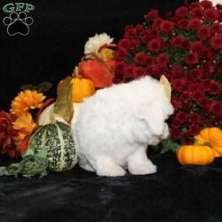 Jewel/Bichon Frise									Puppy/Female	/11 Weeks,To contact the breeder about this puppy, click on the “View Breeder Info” tab above.