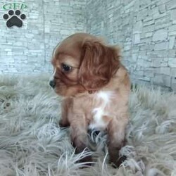 AJ/Cavalier King Charles Spaniel									Puppy/Male	/7 Weeks,Look at me! A healthy happy friendly playful puppy who loves to give puppy kisses! Born and raised in the rolling hills of Holmes county .come meet me or I can be transported to your front door for a small additional fee.text or call for more info.
