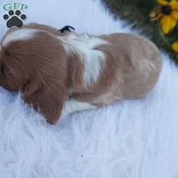 Pumpkin/Cavalier King Charles Spaniel									Puppy/Male	/8 Weeks,Our Cavaliers are loved and played with daily, all pups have been health Checked by the vet, the they are up-to date on vaccines , wormer. Our pups do come with a 1 year health guarantee. We would love if you were able to pick up your pop, but unfortunately do understand that sometimes due to schedules and distance it’s not possible, so we do offer our delivery options coast to coast just message me for a quote.