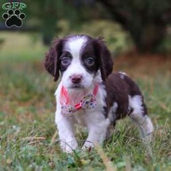 Irene/English Springer Spaniel									Puppy/Female	/9 Weeks,Hi, I’m Irene—an adorable AKC registered English Springer Spaniel puppy with a happy, playful spirit! I love wagging my tail, chasing after toys, and exploring the world around me with my curious eyes. With my soft coat and sweet personality, I’m just as good at snuggling as I am at playing. Loyal, loving, and full of charm, I can’t wait to find my forever family and fill their days with joy.