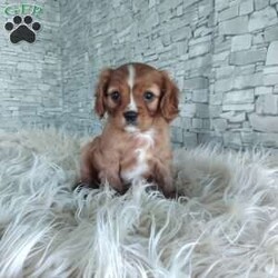AJ/Cavalier King Charles Spaniel									Puppy/Male	/7 Weeks,Look at me! A healthy happy friendly playful puppy who loves to give puppy kisses! Born and raised in the rolling hills of Holmes county .come meet me or I can be transported to your front door for a small additional fee.text or call for more info.