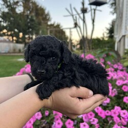 Jasmine- teacup/Shih-Poo									Puppy/Female	/18 Weeks,She is beautiful small won’t get any bigger then 5 pounds. She is jet black and ready to fill your home with love. They are raised indoors with our Maine Coon kittens and adults. Very well socialized and sweet