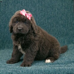 Katie/Newfoundland									Puppy/Female	/8 Weeks,Hello there! I’m Katie, a beautiful Gray colored Newfoundland puppy! Katie is the perfect addition to any family. Don’t miss the opportunity to bring home this delightful Newfoundland puppy! Katie is a typical Newfy, playful and curious! I would love to fill your home with all of my puppy love! I have been vet checked, and I am up to date on vaccinations and dewormings and will come with a one year genetic health guarantee and AKC registration. You’re welcome to stop by and look at these lovely Newfoundlands anytime and see for yourself how much love they get! 